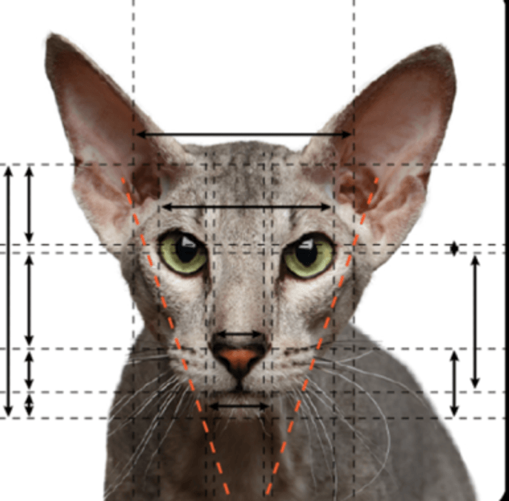 петерболд золотое сечение