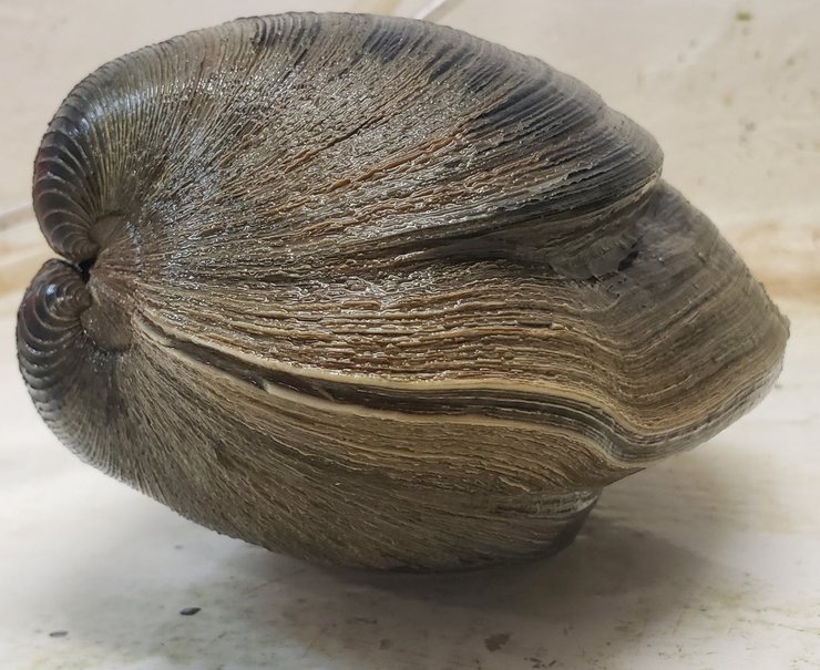 великий молюск