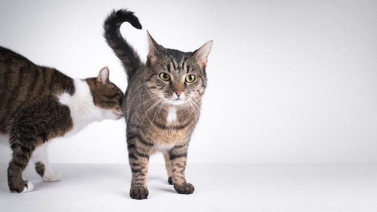 кошки нюхают под хвостом