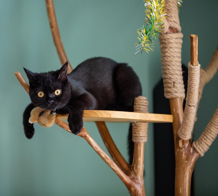 домашняя кошка, как выбрать лежанку для кошки, дерево для кошки, здоровье кошки