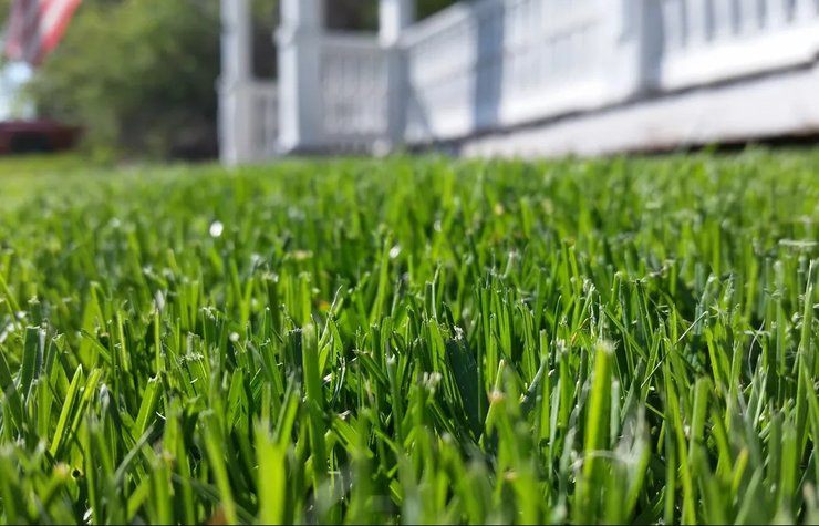 Газон мужчина