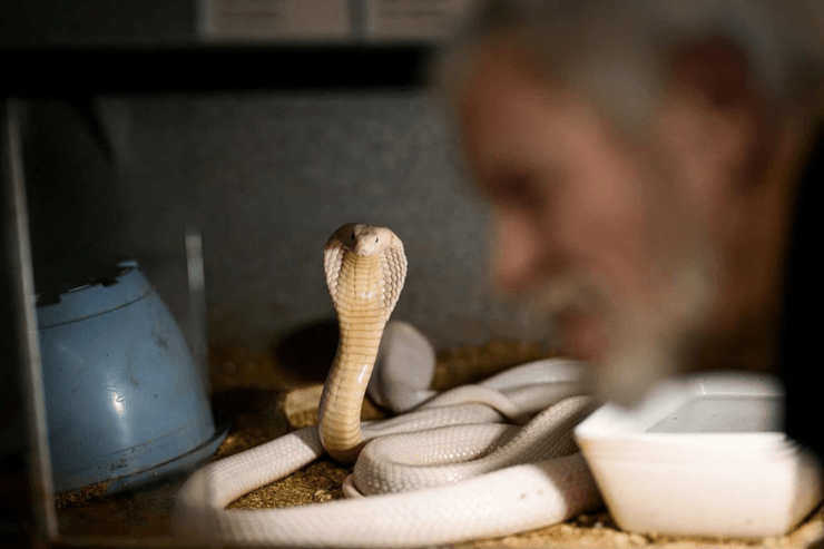 Екзотичні тварини в будинку