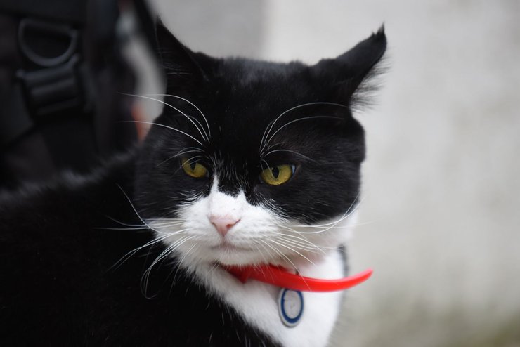 Кот Палмерстон фото