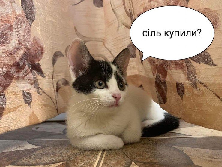 Соль, дефицит соли, юмор, Украина, мемы про соль, мемы про Украину, соленые шутки, шутки про соль