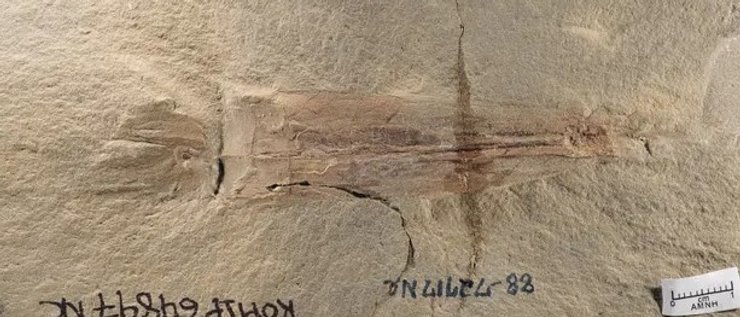 Окаменелость, древний осьминог