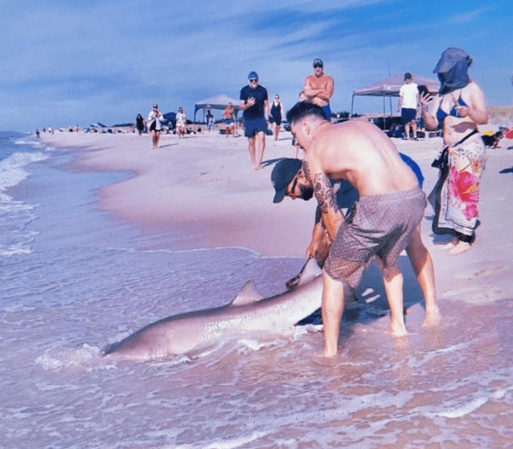 Песчаная тигровая акула, акула на пляже,