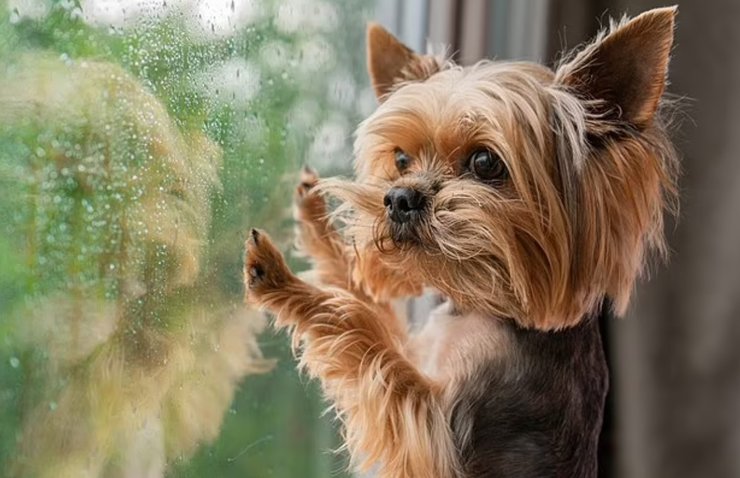 собака, дождь