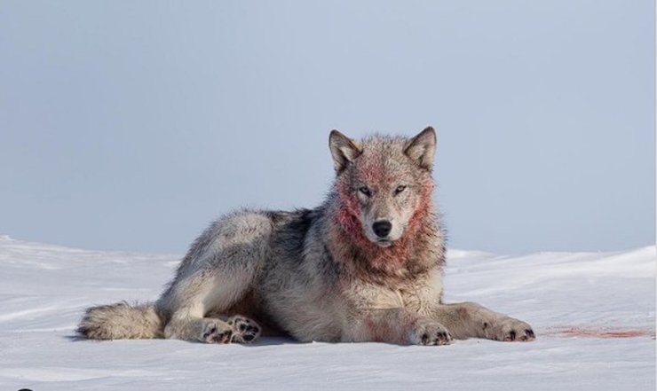 Волки окружили фотографа, стая волков, фотограф, невероятный момент, Арктика, дикая природа, опасные животные