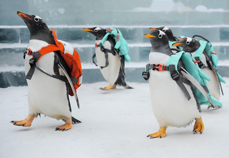 пингвины, снег, лед, Лучшие фотографии 2019