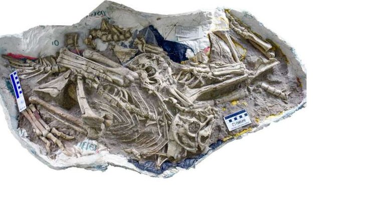 динозавры, попугаи