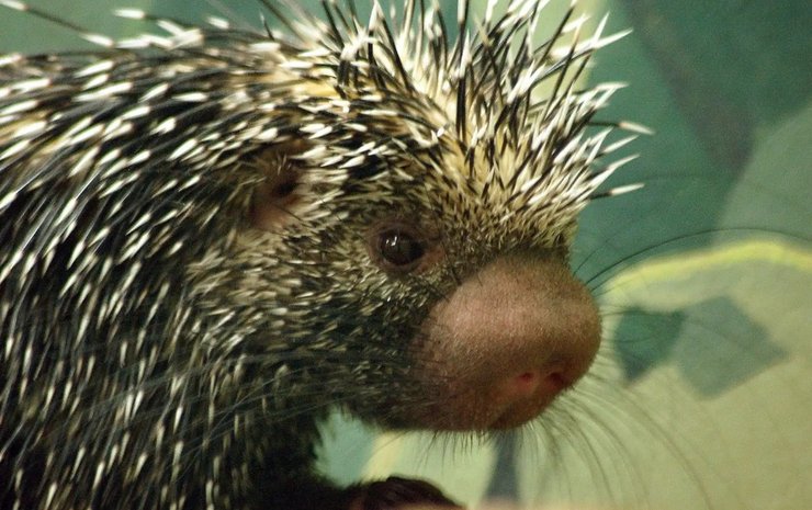 Північноамериканський дикобраз, дивовижні тварини, незвичайні тварини, рідкісні тварини