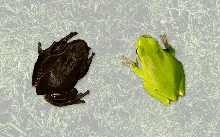 Чернобыльская АЭС, лягушки-мутанты, возвращение людей в зону отчуждения, животные в Чернобыле, зона отчуждения, черные лягушки,