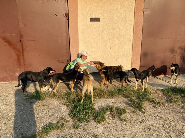 собаки, UAnimals, спасение животных украина