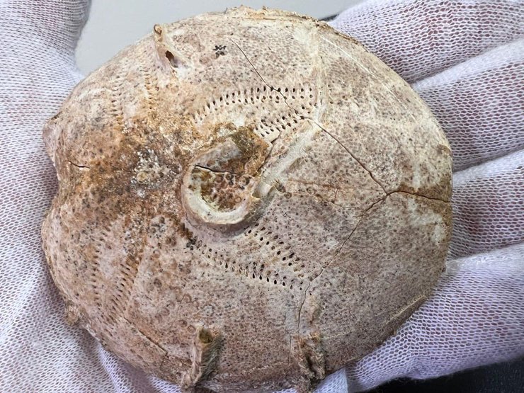 Ексклюзив, ексклюзивна знахідка, скам’янілість, палеонтологія, Юрський період, панцир морського їжака, Pygaster michelini