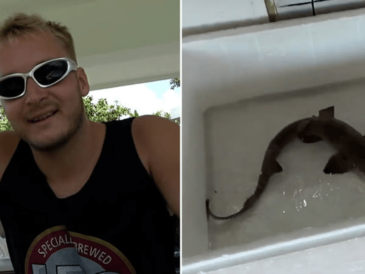 Акула, морской хищник, живая акула, суп из акульих плавников, купил акулу, выпустил в океан, животные, спас животное,