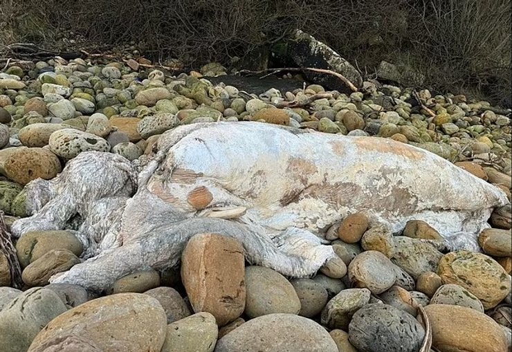 останки морское существо