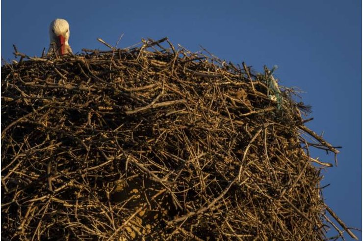 аист в гнезде