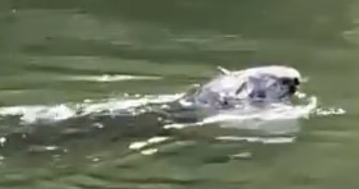 темза, выдра