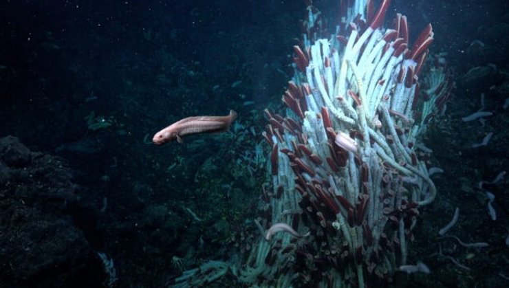 океан гидротермальный источник