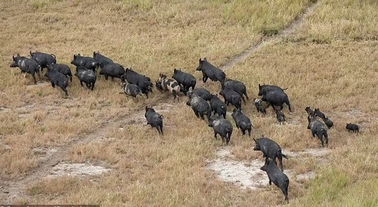 дикие свиньи стая