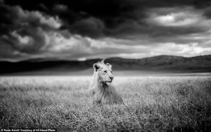 кращі фото дикої природи 2023, фотограф природи як називається, фотограф дикої природи вакансії, премія комедійної фотографії дикої природи, комедійні фотографії дикої природи, фотограф-натураліст, кращі фото дикої природи 2023, кращі фото природи, Красива природа картинки, Цікаві фотографії природи, Жива природа картинки, Скачать безкоштовно картинки природа та тварини, Скачати картинки природи на телефон, Скачати картинки природи на телефон, Скачать картинки Природа, Картинки природи на заставку, Картинки природи України