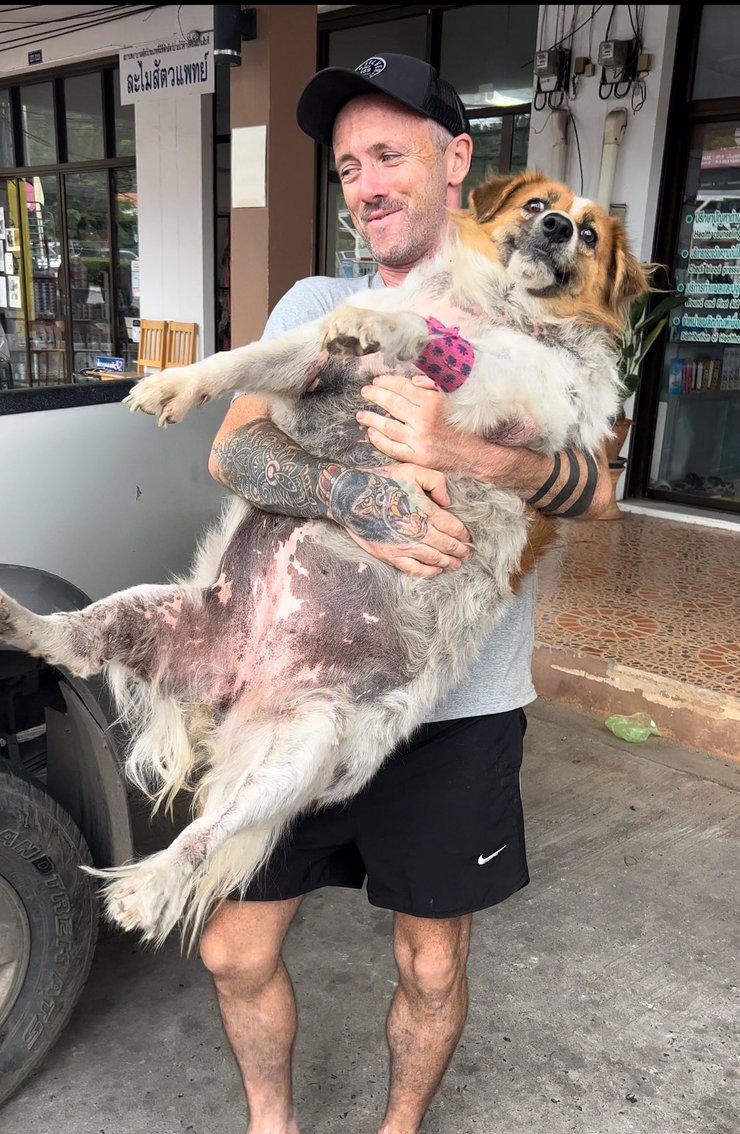 Порятунок собак, порятунок тварин, зоозахисник, лікування собаки