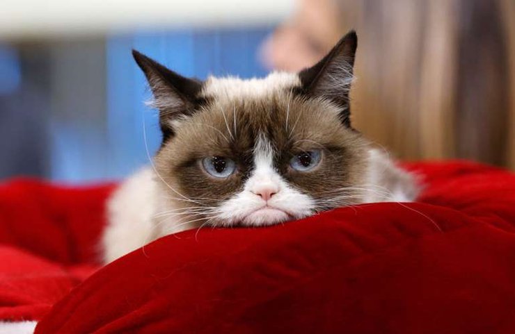 Грампи Кэт Кошка из мемов Grumpy Cat