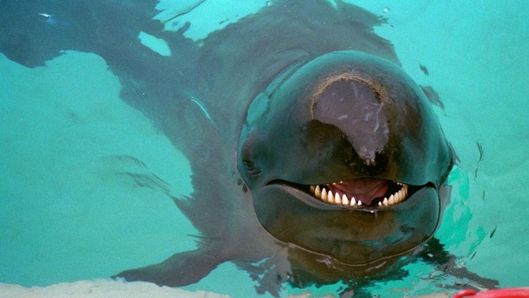 косаткодельфин