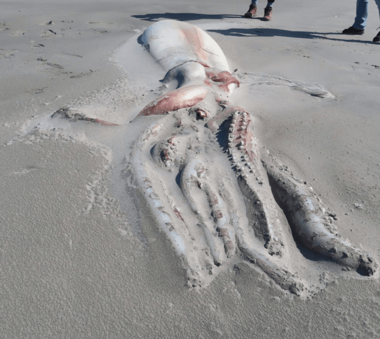 Гигантский кальмар, Гигантский кальмар фото, фото гигантский кальмар, гигантский кальмар размеры,