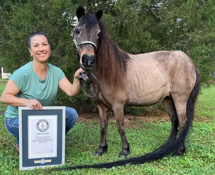 Лошадка с самым длинным в мире хвостом, Книга рекордов Гиннеса, достижения, рекорды, титулы, животные, скакун, фото