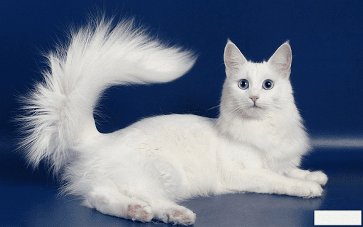 турецкая ангора