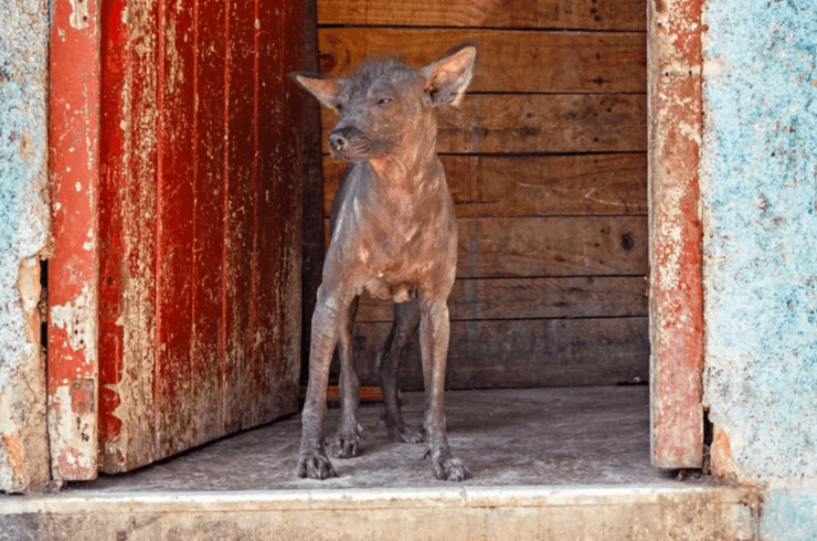 Африканская голая собака