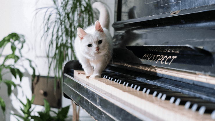 Белая кошка идёт по клавишам старого пианино дома