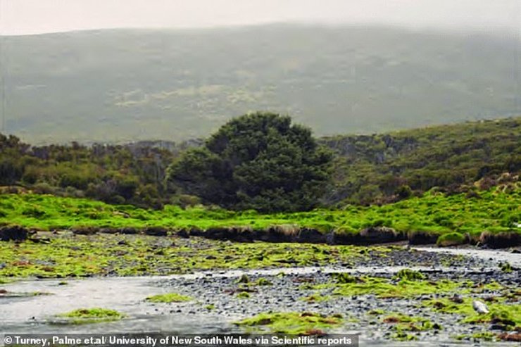самое одинокое дерево