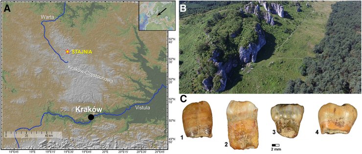 Вчені знайшли останки неандертальців