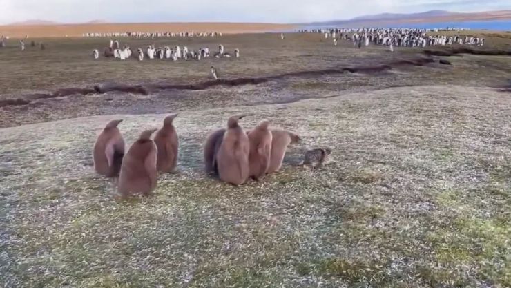 Реакція пінгвінів на островах на домашнього кота стала вірусною, як тварини відреагували на пухнастика