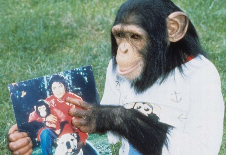 Мавпа бабблз, Мавпа, Мавпа, Мавпа майкла джексона, бабблз