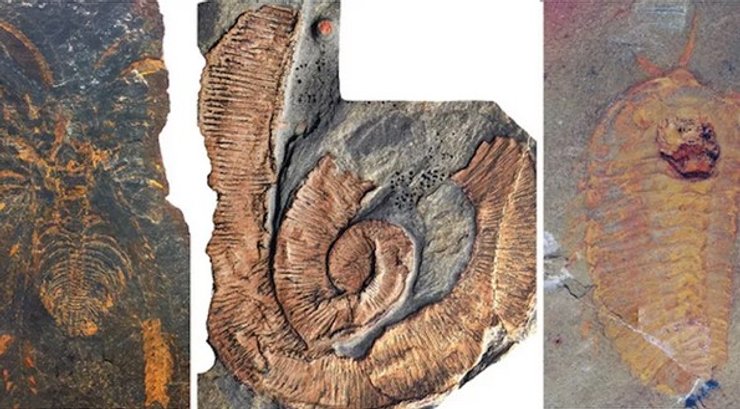 скам'янілість