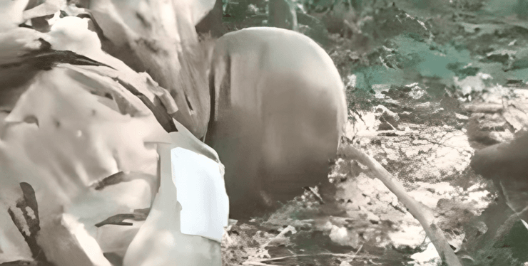 Видео казни, Видео казни украинца, Видео казни украинского военнопленного, военнопленный Украины смертная казнь