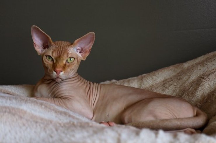 сфинкс, кошка, порода