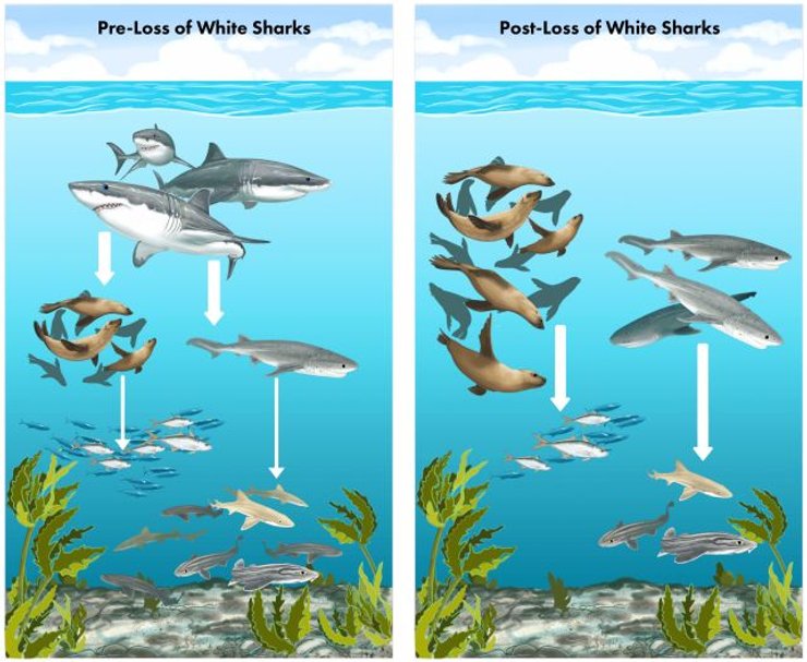океан, харчовий ланцюг океан