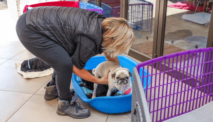 Женщина живет с 200 собаками, приют для животных, приют для мопсов, 200 мопсов, тратит деньги на корм, спасает собак