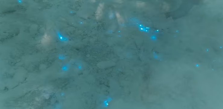 Світіння на снігу, вогники на снігу, біолюмінесценція