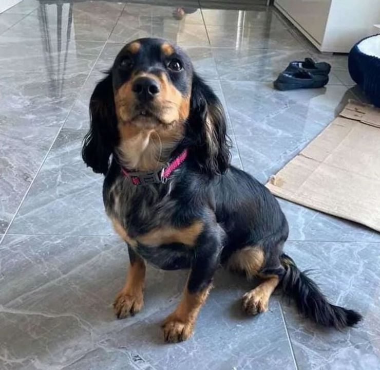 Джош Бернс, Великобритания, домашние животные, собака, поиск пропавших собак, собака, поиск пропавших домашних животных, пес, поиск пропавших домашних животных