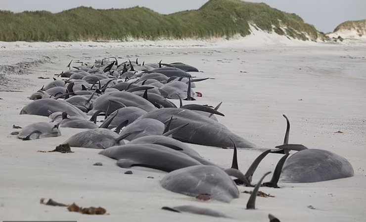 киты гринды пляж