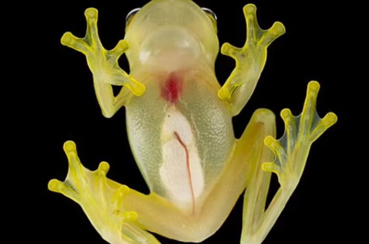 Hyalinobatrachium nouns, Стеклянная лягушка