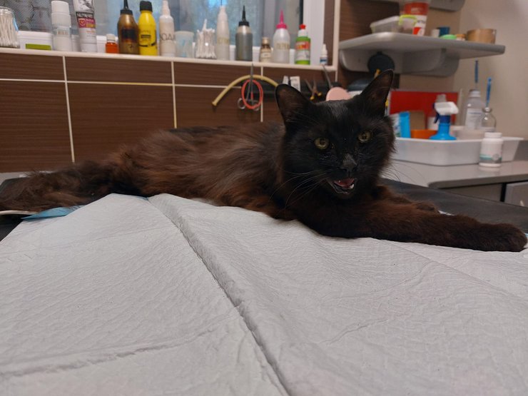 Кіт Черчилль, фото