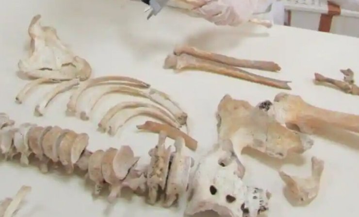 скелет, кости, стол, фото