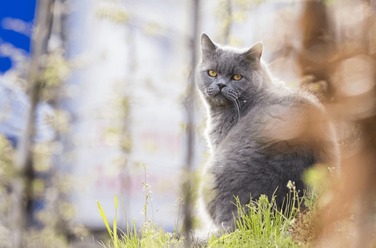 Работа няни для кота, вакансия в Лондоне, необычная работа, британский короткошерстный кот, TikTok вирусное видео