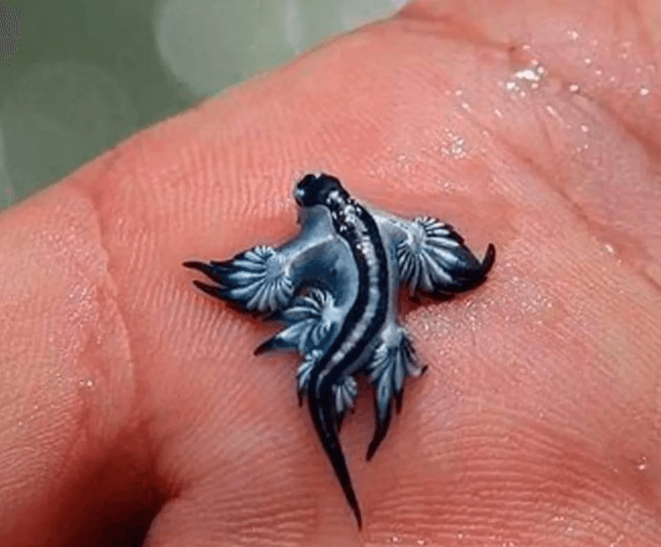 Морские слизни Glaucus atlanticus в Испании